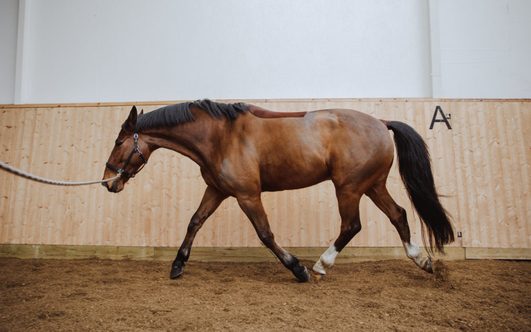 Equibodybalance – som yoga för din häst!